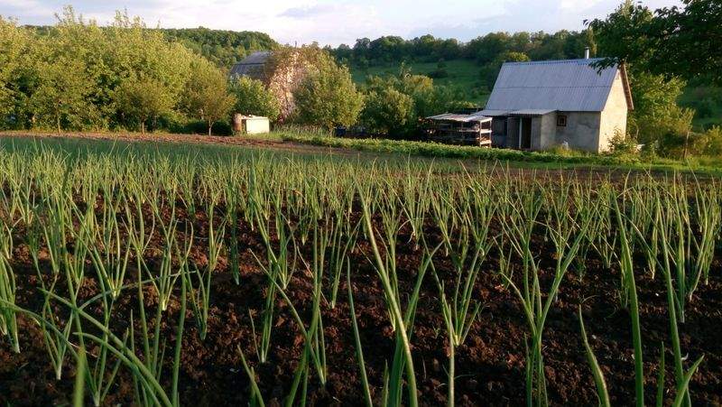 Jardins Harmonie Paysage 2
