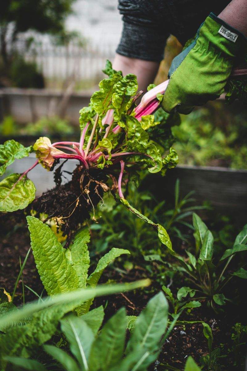Entretien de jardins et espaces verts